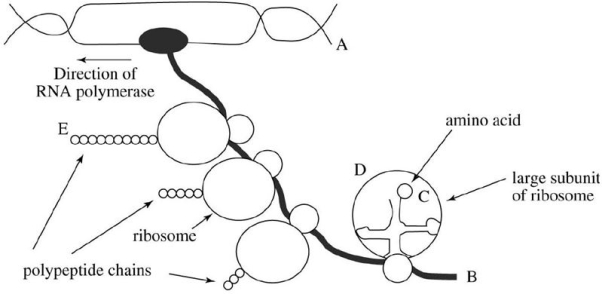 The accompanying drawing represents simultaneous transcription and translation in E.coli.The direction of the RNA polymerase is given by the arrow. a)Is the letter A nearer the 5' or the 3' end of the molecule? b)Is the letter B nearer the 5' or the 3' end of the molecule? c)Is the letter C nearer the 5' or the 3' end of the tRNA molecule? d)What is the S value for the large rRNA that is closest to the letter D? e)Which terminus N or C)of the growing polypeptide chain is nearer to the letter E?