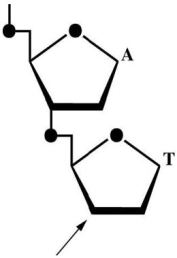 <strong>The figure below shows a representative dinucleotide: -Spleen diesterase is an enzyme that breaks the covalent bond that connects the phosphate to the 5' carbon.If the dinucleotide is digested with spleen diesterase,to which base and to which carbon on the sugar is the phosphate attached?</strong> A)A; 5' B)T; 5' C)T; 3' D)A; 3'