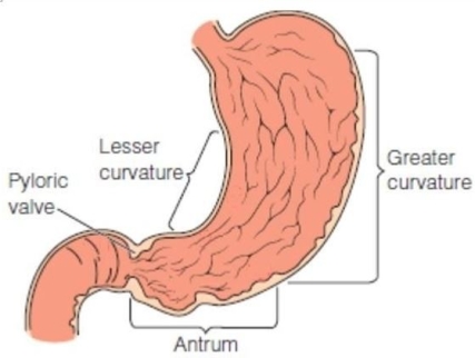 <strong> Which two areas are the most likely locations for a gastric ulcer to develop? Select all that apply.</strong> A)Lesser curvature B)Greater curvature C)Distal to the pylorus D)Proximal to the pylorus