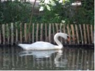 In the following photograph, we infer that the swan is in front of the fence because the image of the swan breaks up the continuous image of the fence.What is the technical term for this depth cue?