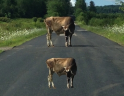 In the image below, the higher cow is seen as larger than the lower one.This is an example of which illusion?
