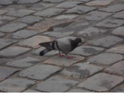 In the photograph below, one of the important cues for depth perception is ______.