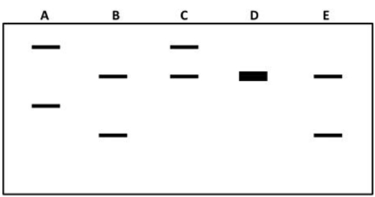 The gel at right shows the DNA profiles for several individuals.If A is the mother and B is the father,which one of the others could be their child?