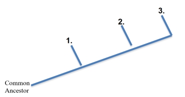 <strong>On the basis of their DNA,select the answer that places the following species on the evolutionary tree in order according to their relatedness to their common ancestor.Differences from the common ancestor are underlined. Common ancestor: ATCGCTATCGA Species A: ATGGCTTTCGA Species B: ATGGCTTTCAA Species C: ATGGCTATCGA </strong> A) 1: Species A,2: Species B,3: Species C B) 1: Species A,2: Species C,3: Species B C) 1: Species B,2: Species A,3: Species C D) 1: Species C,2: Species A,3: Species B E) 1: Species C,2: Species B,3: Species A