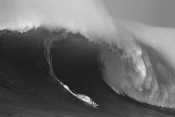 -Both the large waves and starvation of marine mammals was caused by