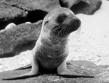 -Both the large waves and starvation of marine mammals was caused by