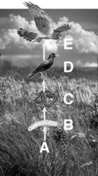 <strong>Questions refer to the figure above illustrating a tallgrass prairie food chain. A primary carnivore is indicated by</strong> A)A. B)B. C)C. D)D. E)E.
