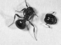 <strong>Imported fire ants attack</strong> A)humans. B)livestock. C)pets. D)wildlife. E)all of these.