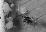 <strong> The photograph above of the aphid and the wasp is an example of</strong> A)mimicry. B)display behavior. C)warning coloration. D)chemical defenses. E)biological control of pests.