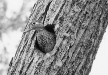 -The animal in the above photograph was adversely affected by __________ and is making a comeback thanks to __________.