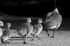 <strong> The above figure demonstrates</strong> A)imprinting behavior. B)displaying instinctive behavior. C)feeding a social parasite. D)a learned behavior. E)all of these.