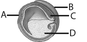 Which stage in reproduction and development occurs before the others?