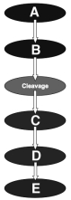 Questions 18-22 refer to the figure above illustrating the stages of animal reproduction and development. -Primary tissue layers form by cell divisions, cell migrations, and rearrangements at this stage.