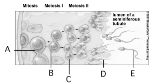 Which of the following cells are diploid?  
