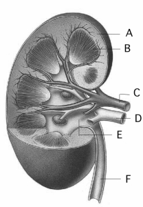 Use the figure above to answer questions -The renal cortex is indicated by