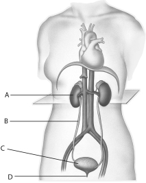 <strong>The letter D in the above figure represents </strong> A)a kidney. B)a urethra. C)a urinary bladder. D)a ureter. E)water.