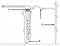 <strong>An animal's capacity to conserve water and to concentrate solutes for excretion in the urine is greater in a kidney with longer</strong> A)Bowman's capsules B)loops of Henle C)proximal tubules D)ureters E)afferent arterioles