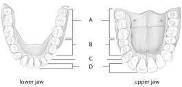 Use the above figure to answer questions -The teeth designated by the letter D in the above figure are called