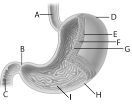 Use the above figure to answer questions -The teeth designated by the letter D in the above figure are called