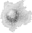 <strong>Which of the following is true for the cell shown above? </strong> A)They patrol the body looking for invaders. B)They present antigens to other WBC's. C)They specifically interact with T-helper cells. D)They mature only after they encounter damaged tissue. E)All of these are true.