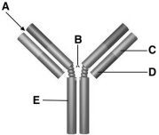 <strong>What are responsible for the rapid mobilization of the immune response after a subsequent attack by a pathogen? </strong> A)naive B cells B)naive T cells C)NK cells D)memory cells E)macrophages