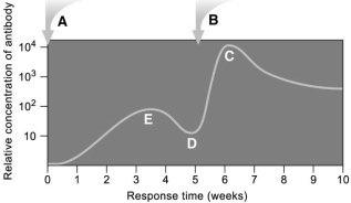 <strong>Which of the following occurs subsequent to the invasion of bacteria into a wound? </strong> A)complement activation B)capture of bacteria by lymph nodes C)binding of bacteria to B cells D)attraction of phagocytes by the chemotactic factors secreted by the bacteria E)all of these
