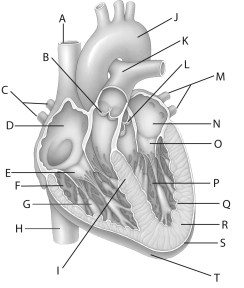 <strong>Atria differ from ventricles in that they </strong> A)are larger. B)have thicker walls with more muscle. C)receive blood from veins. D)have a higher blood pressure. E)empty through semilunar valves.