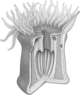 <strong>The organism in the above photograph has which of the following structural systems? </strong> A)cartilaginous B)bone C)hydrostatic D)chitinous E)none of these