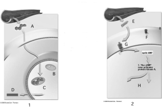 <strong>Use the figure above to answer questions The cause of androgen insensitivity syndrome is indicated by a defective</strong> A)A. B)B. C)D. D)E. E)G.