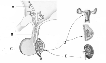 <strong>Use the figure above to answer questions The hormone __________ is indicated at E.</strong> A)STH B)aldosterone C)oxytocin D)ADH E)none of these