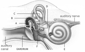 Use the figure above to answer questions -The portion of the ear that allows for balance control is indicated by