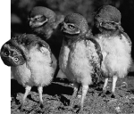 Which of the following explains why the owl has its head almost upside down?