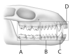 Use the above figure to answer questions -The letter A in the above figure represents which teeth?