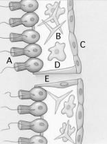 Use the figure above to answer questions -Spicules are indicated by