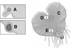 Questions refer to the figure above. -Sperm swim from __________ to __________ for fertilization.