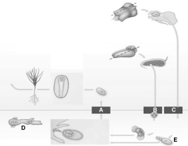 Questions refer to the figure of the life cycle of a pine above. -The male gametophyte is indicated by