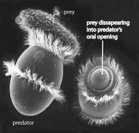 <strong>To which of the following groups does the organism in the above figure belong? </strong> A)diplomonads, parabasalids, trypanosomes, and euglenoids B)ciliates, dinoflagellates, and apicomplexans C)water molds, diatoms, and brown algae D)chlorophyte and charophyte algae E)amoebas and slime molds