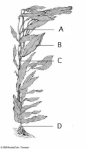 Use the figure above to answer questions -Which letter points to the counterpart of a stem in a flowering plant?