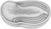 The figure above represents  