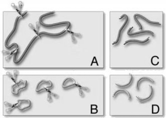 <strong>Which of the following enzymes join the paired sticky ends of DNA fragments? </strong> A)reverse transcriptases B)restriction enzymes C)DNA ligases D)DNA polymerases E)polynucleotide kinases