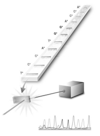 <strong>The process illustrated in the figure is a step in</strong> A)the production of recombinant DNA. B)probing for transferred genes. C)DNA fingerprinting. D)sequencing DNA. E)producing radioactive probes.