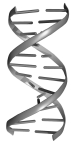 The helix structure on the right of the above figure represents