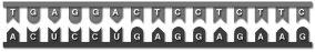 <strong>In this depiction of transcription, the __________ strand is __________ because it __________.</strong> A)upper; RNA; is single-stranded. B)lower; RNA; contains uracil. C)lower; RNA; contains thymine. D)upper; RNA; has no uracil (U). E)lower; DNA; contains adenine (A).