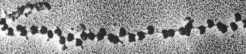 <strong>The maximum number of tRNAs that can be on one ribosome at one time is</strong> A)2. B)3. C)4<sup>3</sup>. D)unlimited. E)unknown.