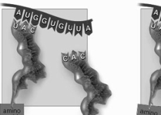 Which event of translation is shown here?  