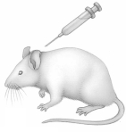 <strong>Fred Griffith discovered that when he injected mice with a mixture of dead pathogenic S cells and living harmless R cells of Streptococcus pneumoniae</strong> A)the harmless dead S bacteria became pathogenic and killed the mice. B)the mice died, and their bodies teemed with living pathogenic S strain cells. C)the pathogenic S strain was transformed into the harmless R strain. D)the mice lived, and their bodies teemed with living harmless R strain cells, and the pathogenic S strain cells were eliminated. E)all of these occurred.