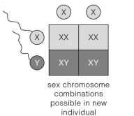<strong>The Punnett square illustration below shows that theoretically </strong> A)half of human sperm carry a Y chromosome. B)half of human zygotes are XY. C)all zygotes carry an X chromosome. D)gender depends upon which type of sperm fertilizes the egg. E)all of these are true.