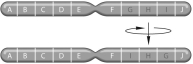<strong>Color blindness is an X-linked trait in humans.If a color-blind woman marries a man with normal vision, the children will be</strong> A)all color-blind daughters, but normal sons. B)all color-blind sons, but carrier daughters. C)all normal sons, but carrier daughters. D)all color-blind children. E)all normal children.