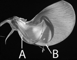 <strong>The letter B in the above figure represents which of the following? </strong> A)carpels B)stamen C)eggs D)fertilized pea seeds E)none of these are correct