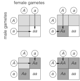 <strong>Hybrid organisms produced from a cross between two pure-breeding organisms belong to which generation?</strong> A)P<sub>1</sub> B)G<sub>1</sub> C)A<sub>1</sub> D)F<sub>1</sub> E)F<sub>2</sub>